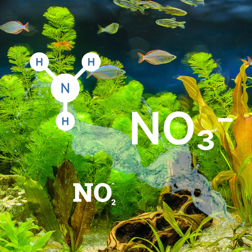 Why Water Changes Are Important In Aquariums And How To Photo Inspiration