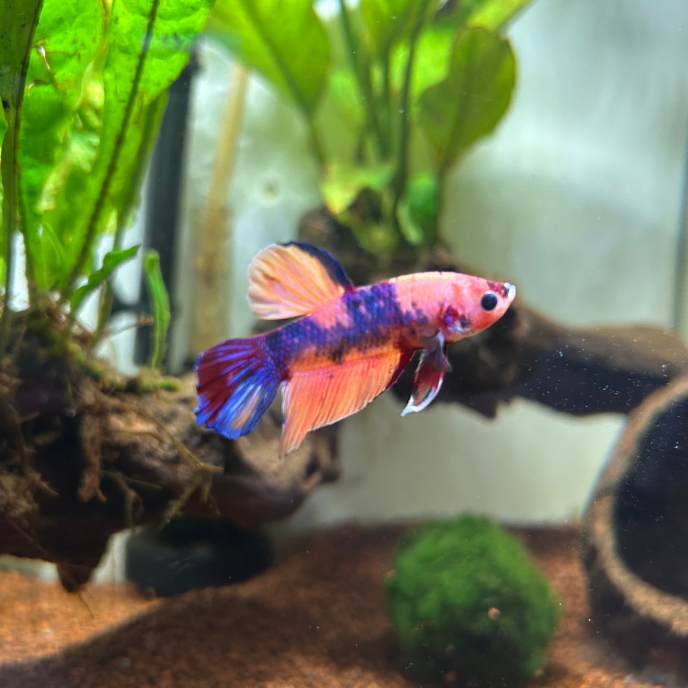 Poseidon