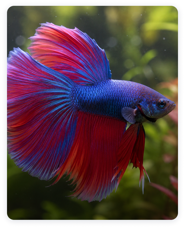 Betta