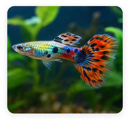 Goldfish