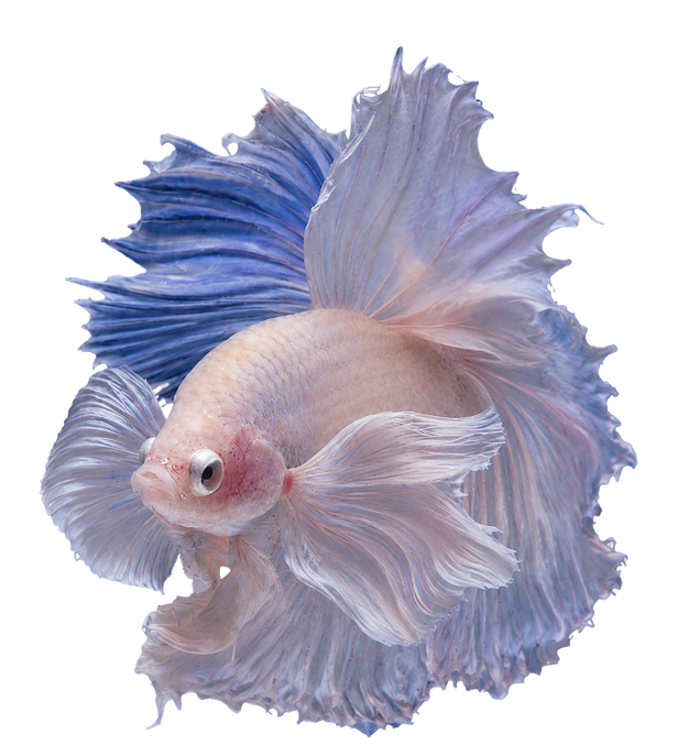 Your Fish Are Picky. Good