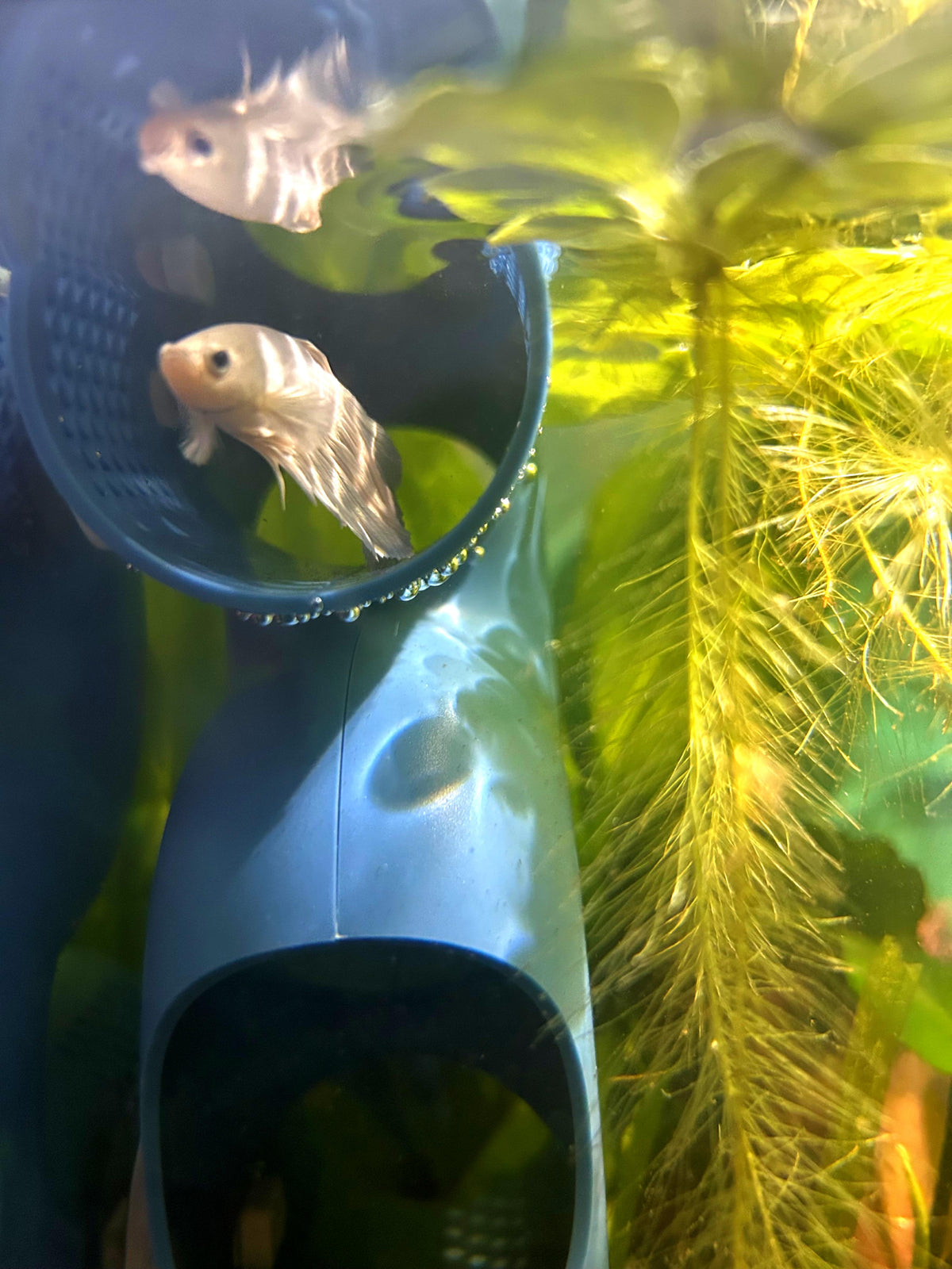 Helps Support Rest & Happy Bettas!