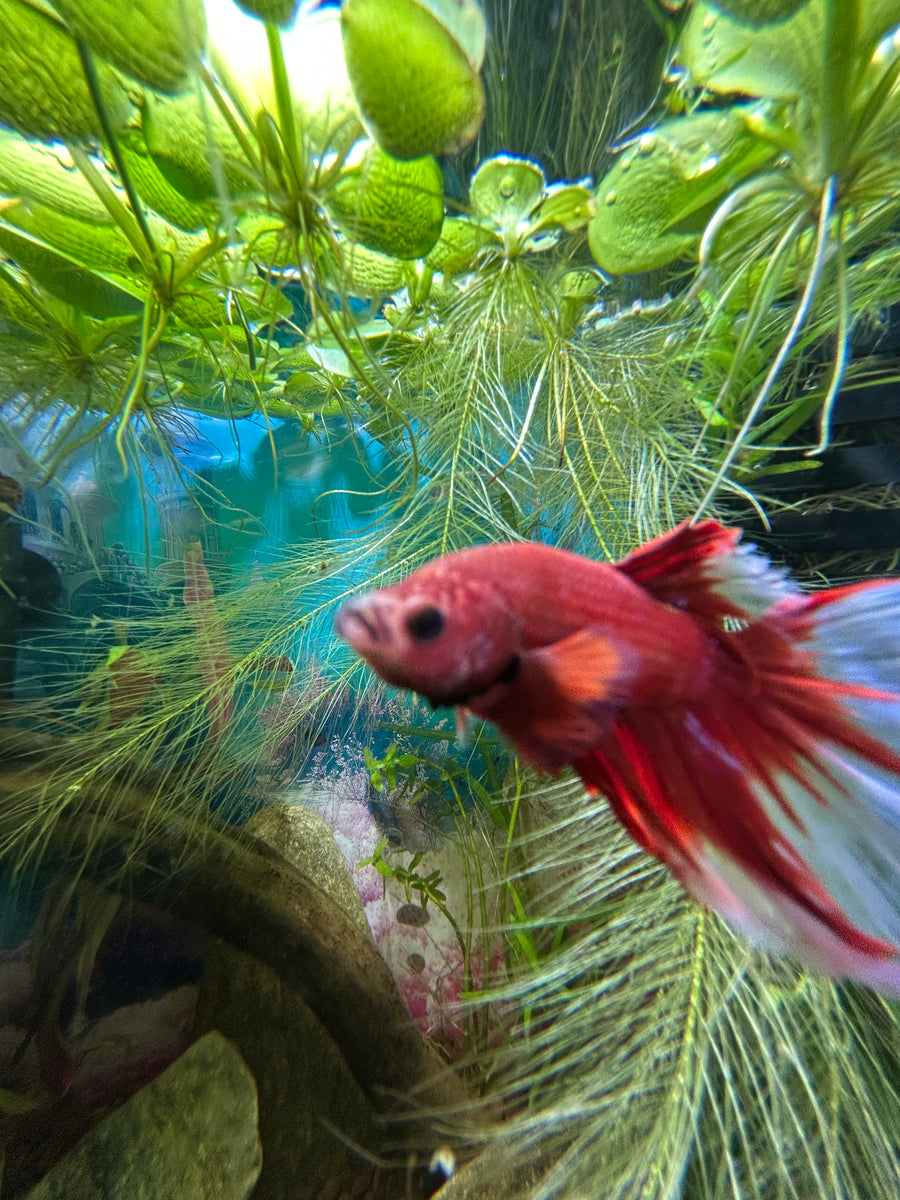 Ares