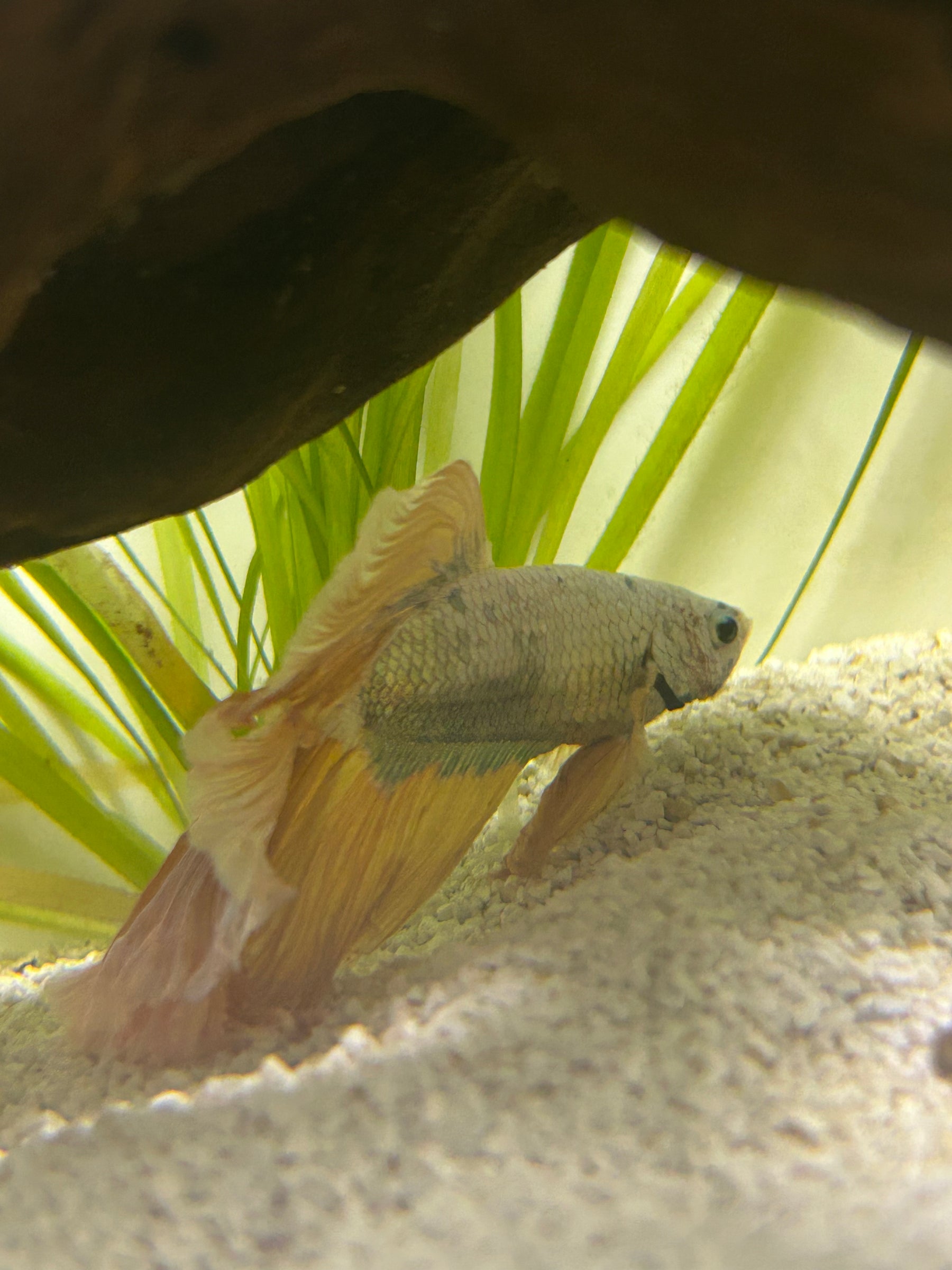Helios