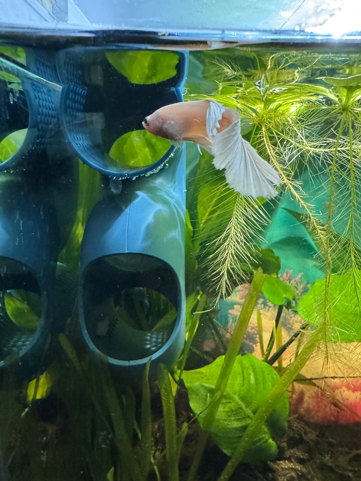 Helps Reduce Betta Stress