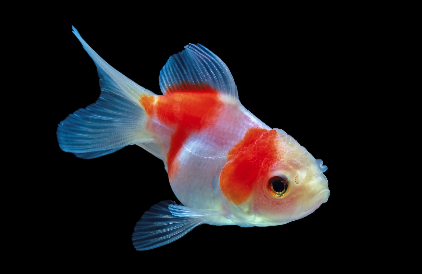 Goldfish