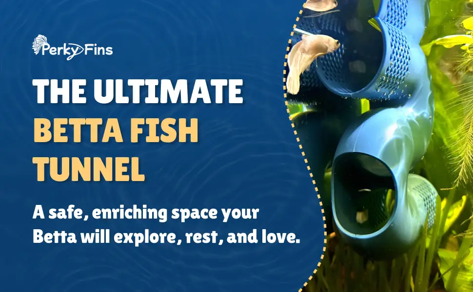 Perky Fins® Betta Feed Bundle