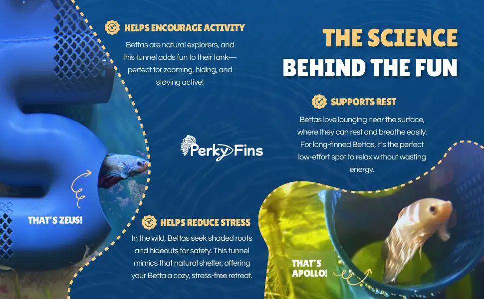 Perky Fins® Betta Feed Bundle