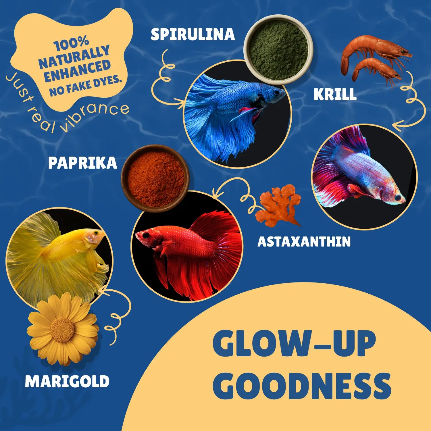 Perky Fins® Betta Feed Bundle