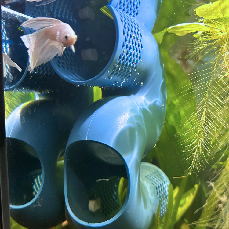 Perky Fins® Betta Fish Tunnel