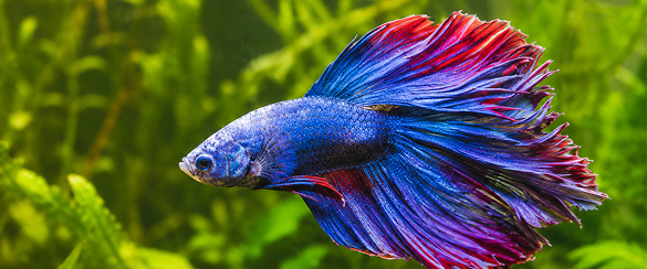 Simple, responsible fishkeeping