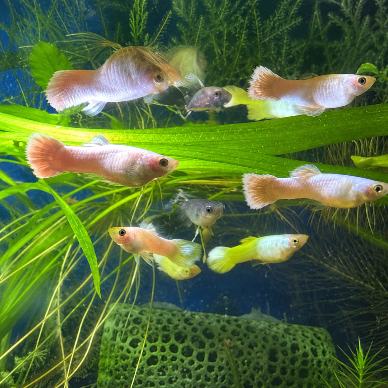 Cloudies