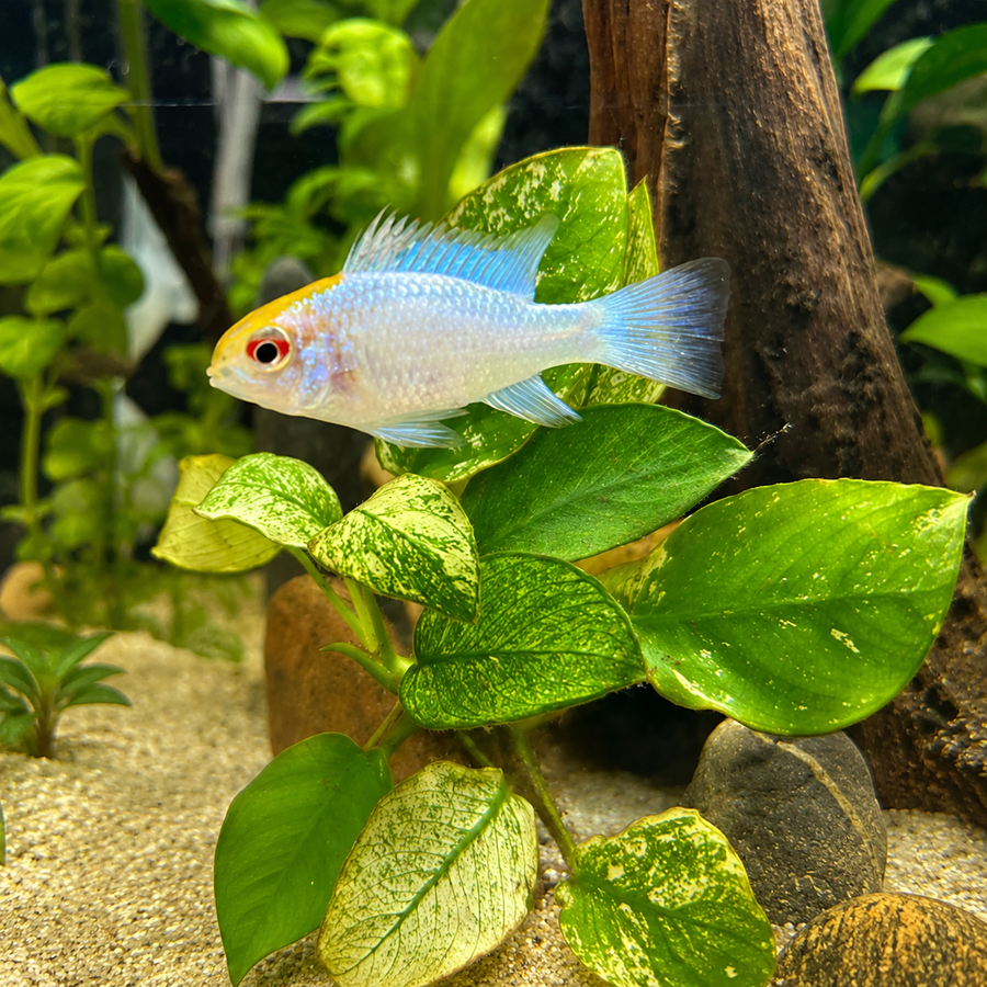 Goldies