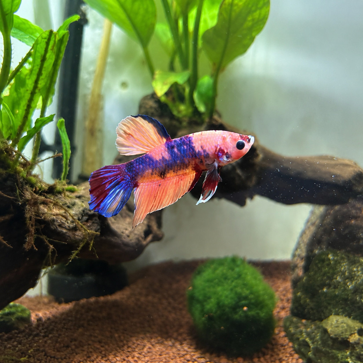 Poseidon